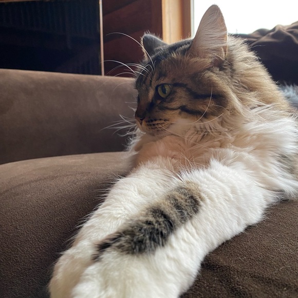 Meet your Posher, A fuzzy kitten - Picture 1 of 1